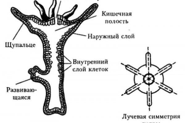 Кракен как попасть